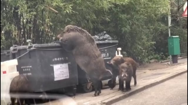 Babi raksasa di Hongkong (Foto: Facebook)