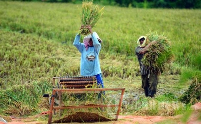Hpp Dan Tantangan Swasembada Beras Kumparan Com