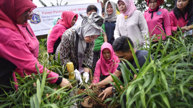 Panen Jahe PKK DKI Jakarta. (Foto: Dok. Humas Feri Farhati)