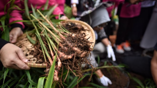 Panen Jahe PKK DKI Jakarta (Foto: Dok. Humas Feri Farhati)