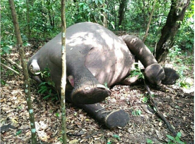 Bangkai gajah di Taman Nasional Way Kambas. (Foto: Kementerian LHK)