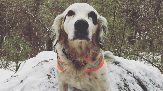 Aksi heroik anjing menyelamatkan pemiliknya. (Foto: Instagram/@mmspets)