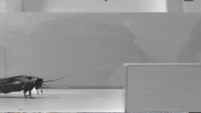 Robot yang terinspirasi dari kecoak (Foto: Johns Hopkins University/Youtube)
