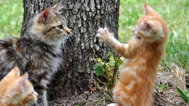Kenapa Anak Anak Kucing Dari 1 Induk Bisa Punya Warna Beda Beda Kumparan Com