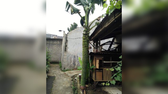 Pohon pisang seribu di Depok (Foto: Instagram/ @said_bhedul_02)