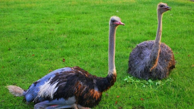 Burung Unta (Foto: Youtube/ MD Studio)