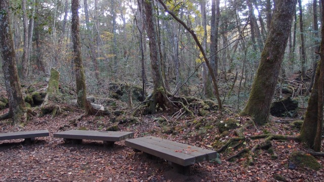 Hutan Aokigahara Jepang. (Foto: Flickr/Guilhem Vellut)
