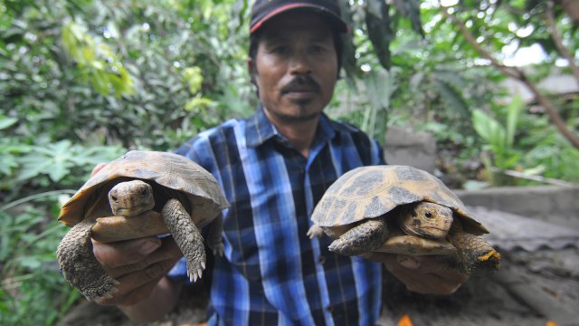 Kura-kura Darat dari Sulawesi Terancam Punah (Foto: ANTARA FOTO/Mohamad Hamzah)