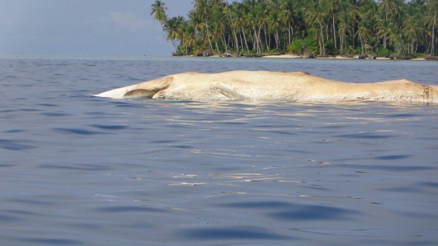 Paus Jenis Bryde Whale Terdampar di Pulau Banyak. (Foto: Istimewa)