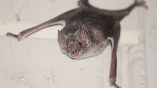 Kelelawar Vampir (Desmodus rotundus). (Foto: Gerry Carter via Wikimedia Commons)