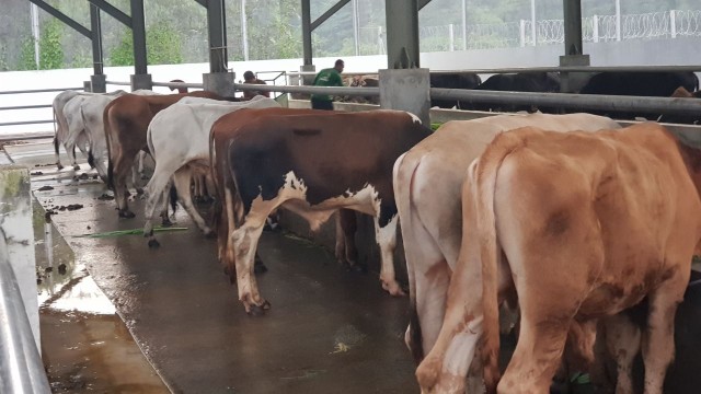 Peternakan sapi di Lapas Cibinong. (Foto: Dok Ditjen PAS)