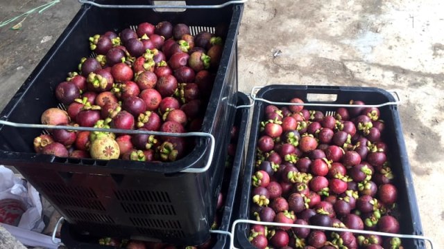 Pesisir Selatan Bidik Ekspor Manggis ke Singapura