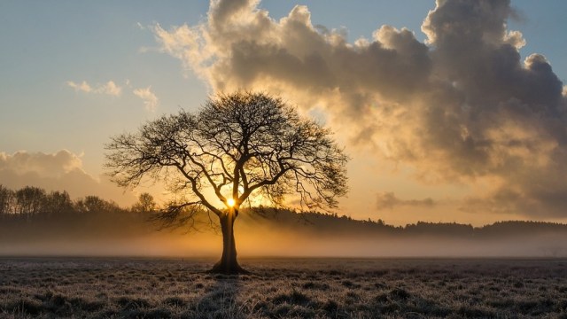 Kisah Pohon Paling Kesepian di Dunia dalam Merekam Sejarah Manusia