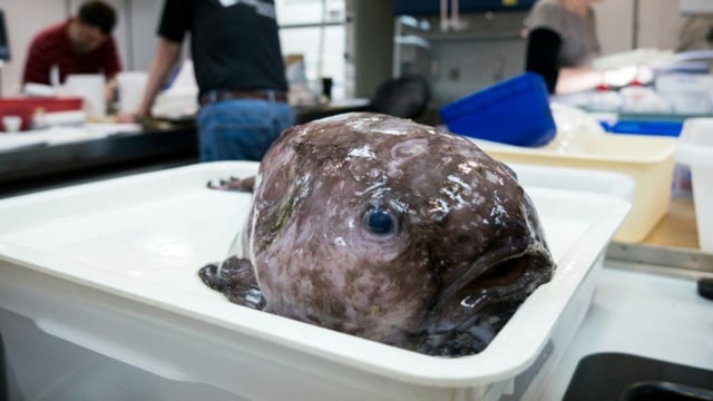 Ikan terjelek di dunia. (Foto: AFP)