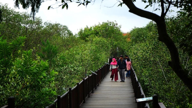 Surabaya akan wujudkan kebun raya mangrove. (Foto: Phaksy Sukowati/kumparan)