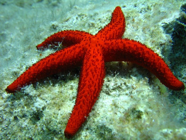 Bintang laut. (Foto: jacmoermanplanetnl/Pixabay)