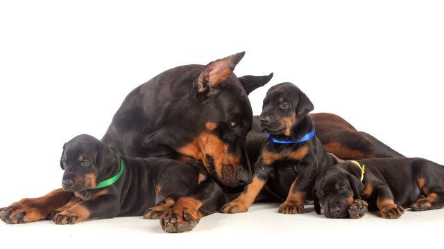 Ilustrasi Anjing Doberman (Foto: Shutterstock)