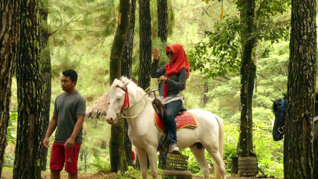 Wisata Hutan Pinus Songgon, Banyuwangi
