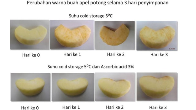 Hasil percobaan pencegahan pencokelatan pada apel (Foto: Dok. IPB)