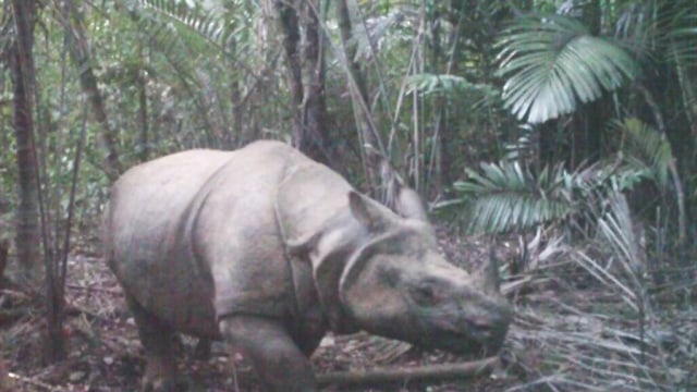 Badak Bercula Satu (Foto: Dok. Balai TN Ujung Kulon)