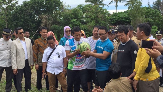 Sandi memetik semangka di Pulau Tidung (Foto: Moh Fajri/kumparan)