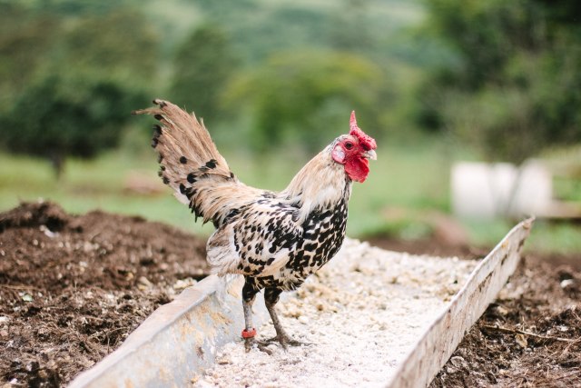 Ceker Ayam Untuk Bayi Benarkah Sehat Kumparan Com