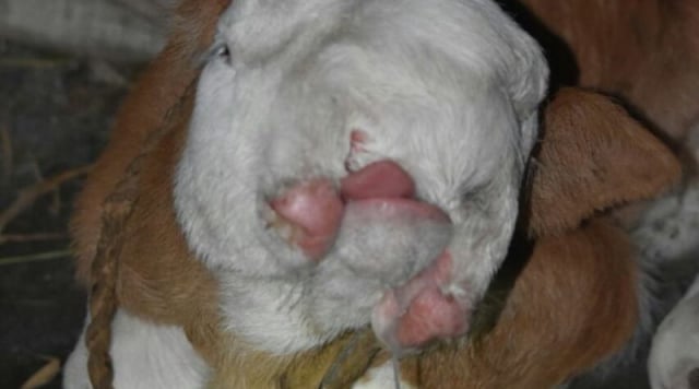 Sapi Tanpa Moncong Lahir Mirip Wajah Manusia