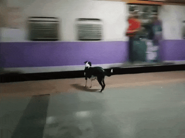 Anjing menunggu di Stasiun Mumbai. (Foto: Youtube/Sameer Thorat)
