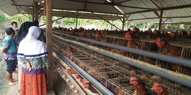 Contoh Proposal Bantuan Dana Usaha Peternakan Ayam Petelur ...