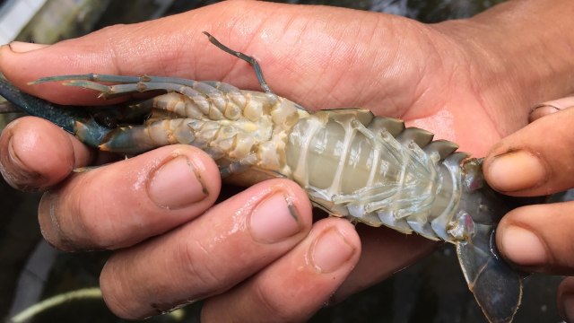 Lobster Air Tawar di Bintaro Fish Centre (Foto: Selfy Sandra Momongan/kumparan)