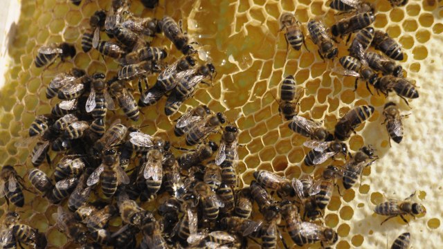 Ilustrasi lebah madu (Foto: dok. European Parliament )