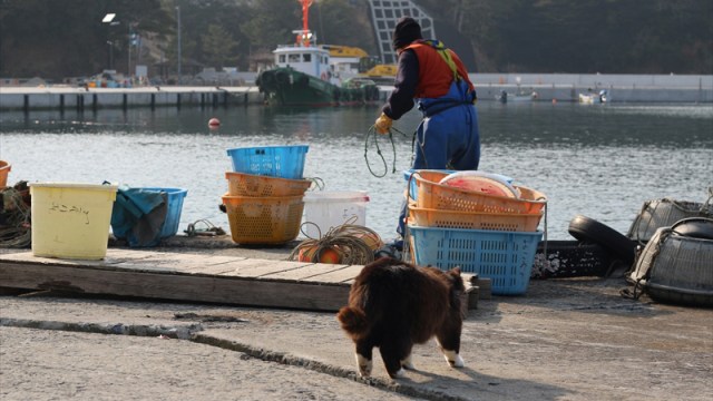 Unik! Penduduk Pulau Ini Perlakukan Kucing Seperti Dewa (3345)