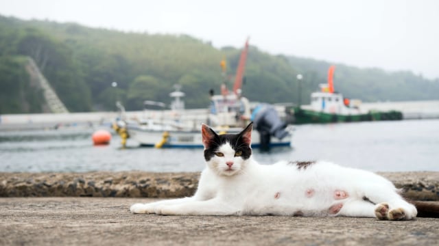 Tashirojima, Pulau Kucing di Jepang (Foto: Flickr/ドン ブーリ)