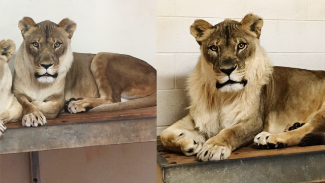 Singa betina yang berubah jadi 'jantan' (Foto: Dok. Oklahoma City Zoo)