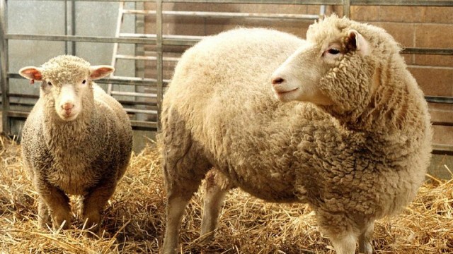 Dolly, domba hasil kloning pada 1996  (Foto: USA News)
