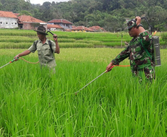 Babinsa Dari Koramil 1503/Ciniru Kodim 0615/Kuningan Melaksanakan Pendampingan Pertanian