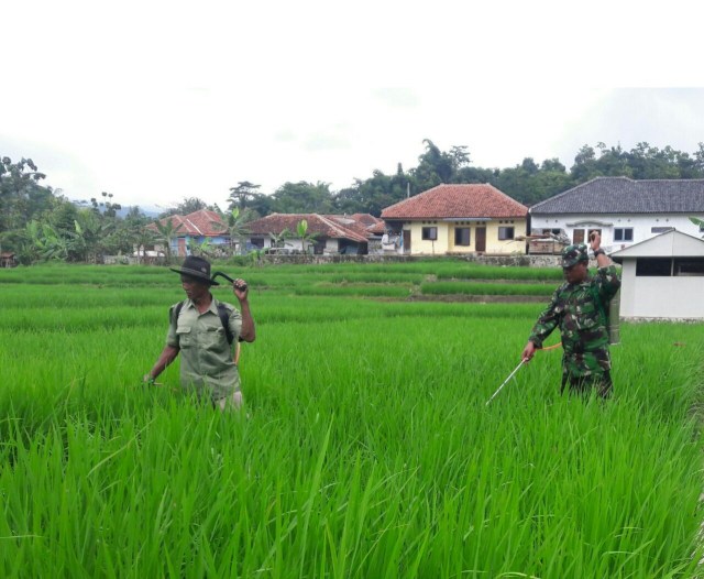 Babinsa Dari Koramil 1503/Ciniru Kodim 0615/Kuningan Melaksanakan Pendampingan Pertanian (1)
