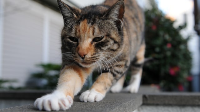 Kucing memijat-mijat dengan cakarnya. (Foto: Hisashi via Flickr)