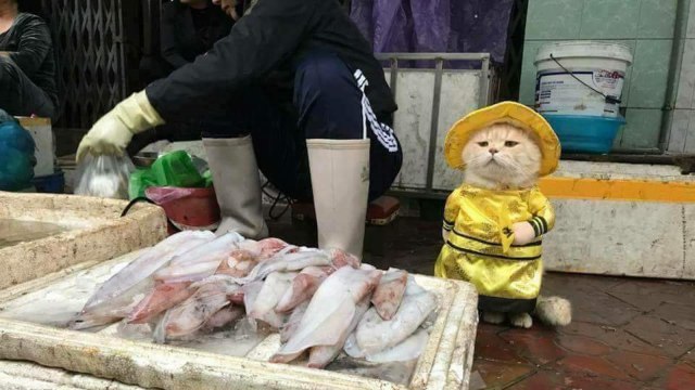 Kucing penjaga ikan di Vietnam. (Foto: Twitter @KucingBertweet)