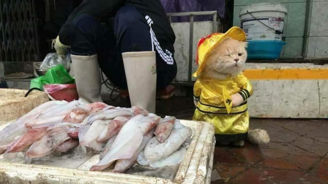 Kucing penjaga ikan di Vietnam. (Foto: Twitter @KucingBertweet)