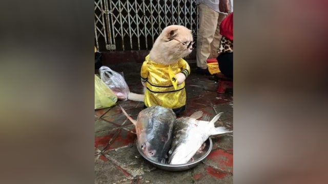 Kucing penjaga ikan di Vietnam. (Foto: Twitter @KucingBertweet)