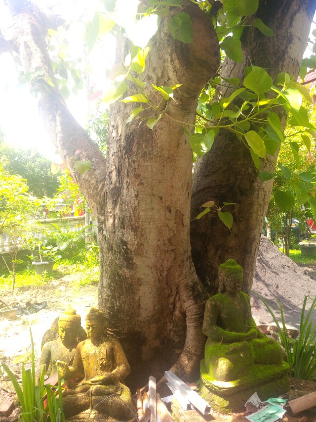 Perjuangan Panjang Jina Dharma Sradha, Vihara Induk di Gunungkidul (2)