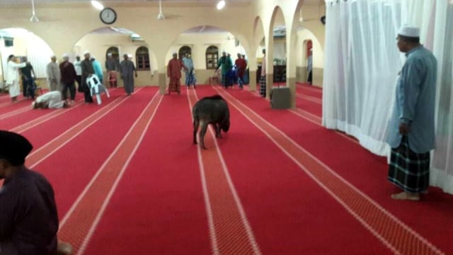 Babi hutan masuk Masjid Malaysia. (Foto: Facebook/Nizam Ayu)