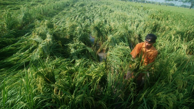 Ilustrasi tanaman padi (Foto: ANTARA FOTO/Fikri Yusuf)