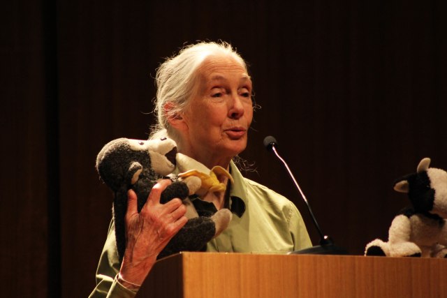 Jane Goodall. (Foto: flickr)