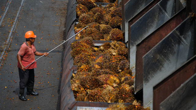 Seorang pekerja merapihkan kelapa sawit ke wadah (Foto: AFP PHOTO / Mohd Rasfan)