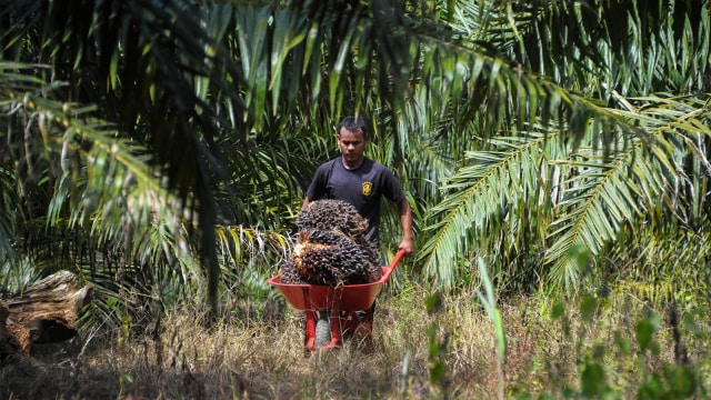 Pekerja membawa kelapa sawit (Foto: AFP PHOTO / Chaideer Mahyuddin)