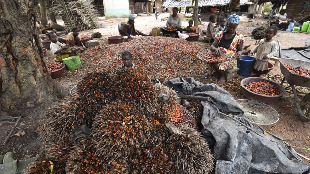 Sejumlah wanita merapihkan tumpukan kelapa sawit (Foto: AFP PHOTO / Sia Kambou)