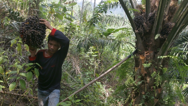 Pekerja saat panen kelapa sawit (Foto: AFP PHOTO /  Kharisma Tarigan)