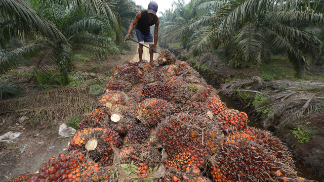 Pekerja memuat kelapa sawit ke dalam truk (Foto: AFP PHOTO / Adek Berry)